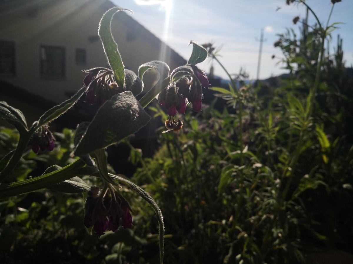 Apartmán Jungholz Erlebnis Exteriér fotografie